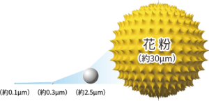 花粉粒子の大きさについて